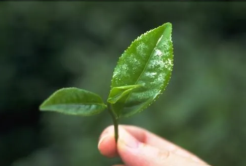 遠(yuǎn)紅(hóng)外(wài)加熱(rè)技(jì)術(shù)在茶葉加工(gōng)中的(de)應用(yòng)
